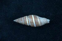 藏品(黑筆螺)的圖片